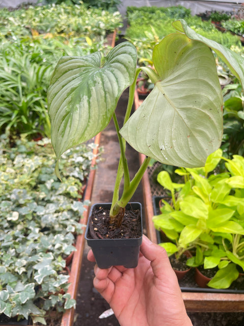 Philodendron 'Mamei', additional product view 2