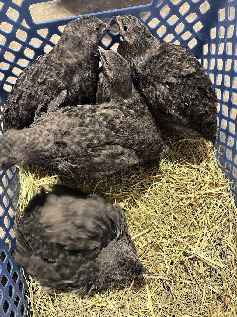 Load image into Gallery viewer, All Black Quail Hatching Eggs - Pure Breed, Ideal for Aviary Hobbyists &amp; Breeders
