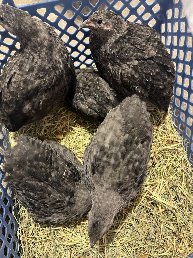 Load image into Gallery viewer, All Black Quail Hatching Eggs - Pure Breed, Ideal for Aviary Hobbyists &amp; Breeders

