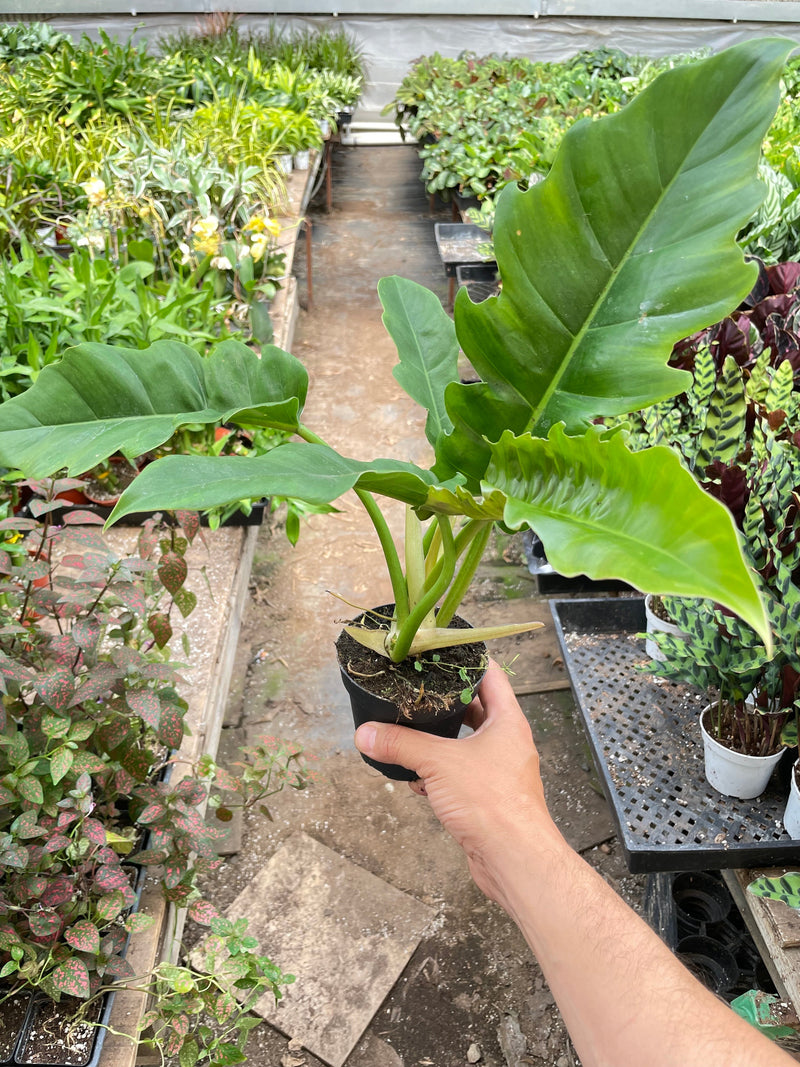 Load image into Gallery viewer, Philodendron 'Narrow Escape'
