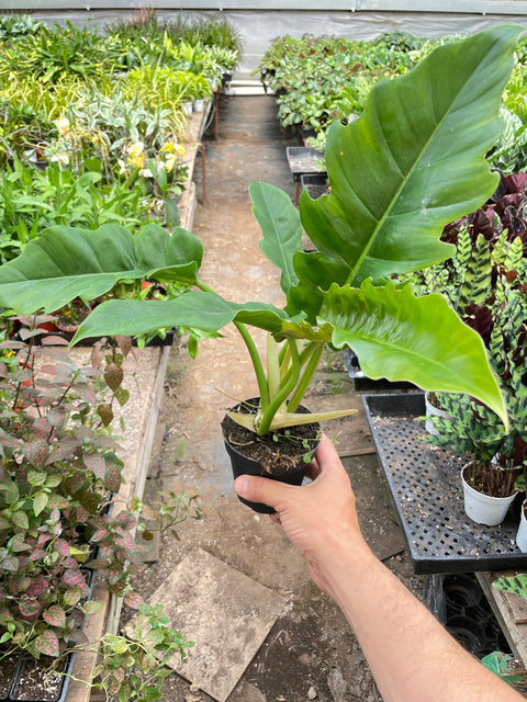 Philodendron Narrow Escape