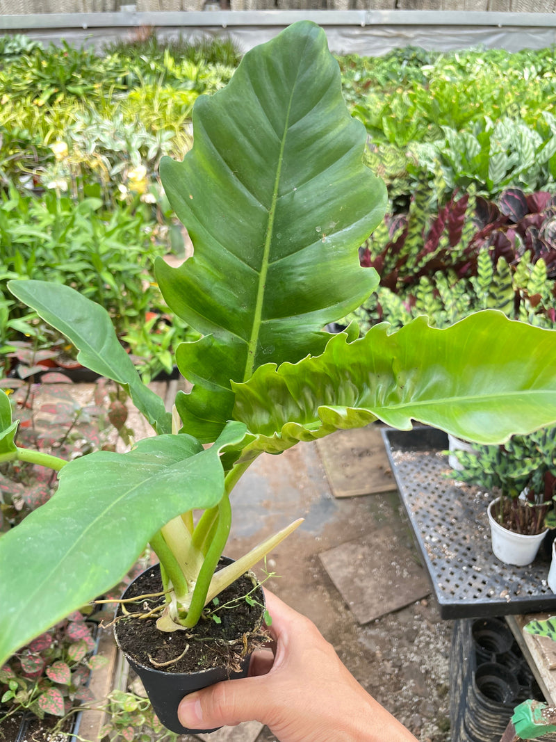 Load image into Gallery viewer, Philodendron 'Narrow Escape'
