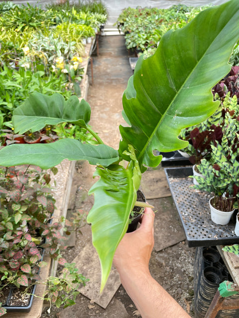 Philodendron 'Narrow Escape', additional product view 2