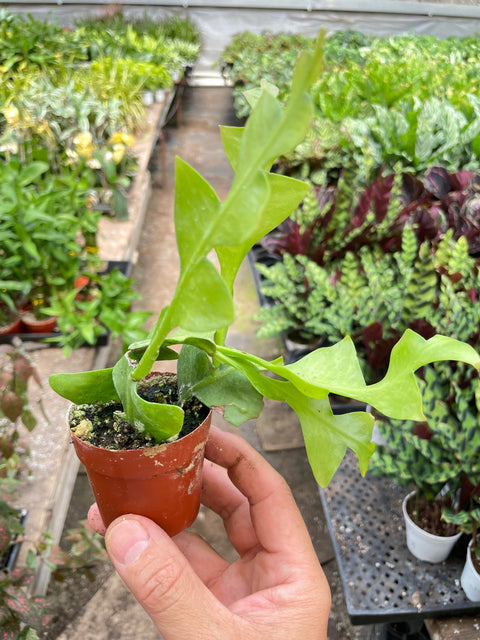 Shark Tooth Orchid Cactus, additional product view 2