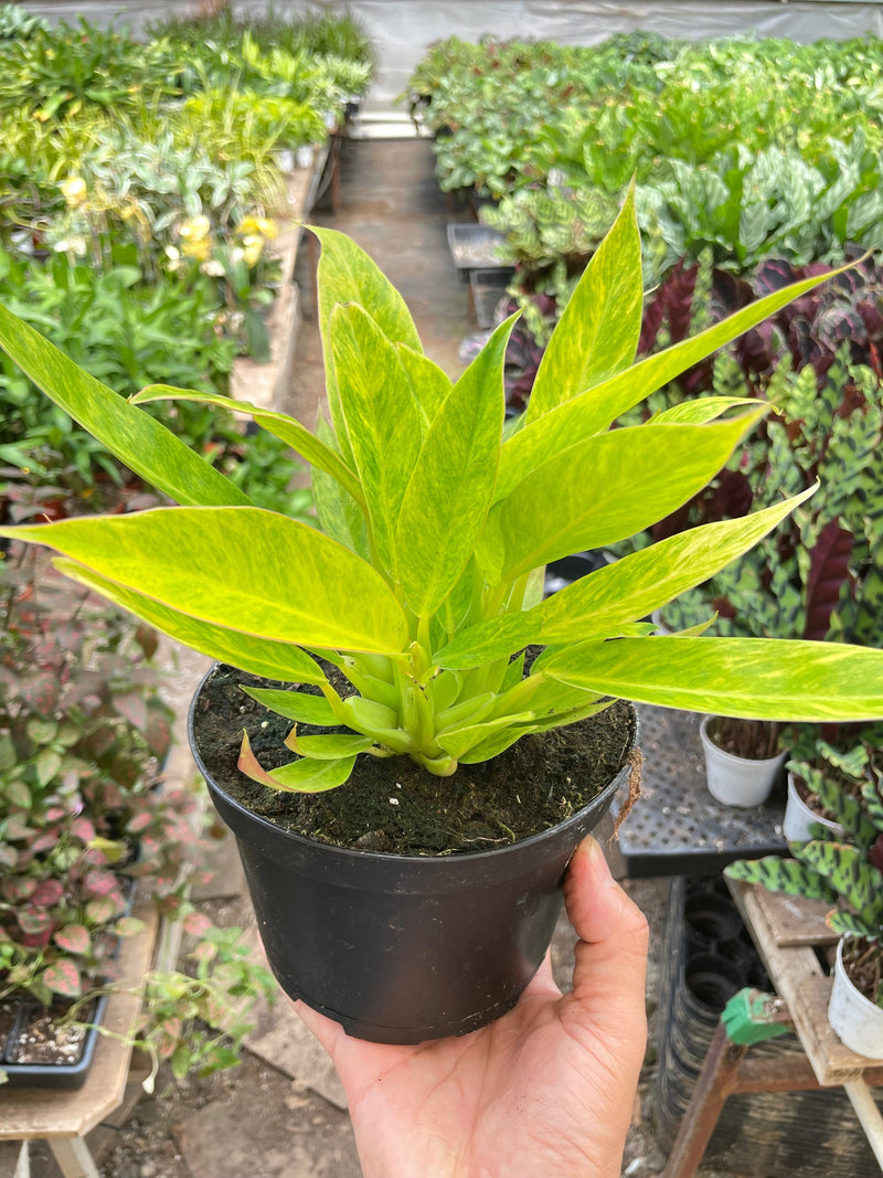 Load image into Gallery viewer, Philodendron 'Calkins Gold'
