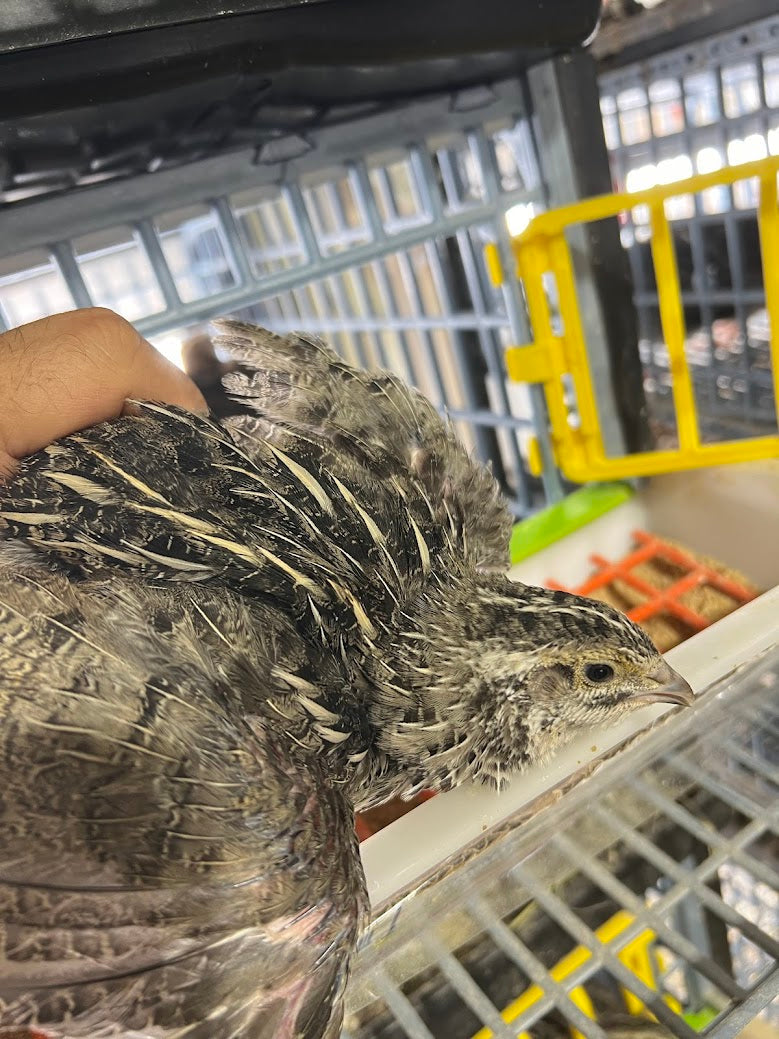 Load image into Gallery viewer, Falb-Fee Quail Hatching Eggs
