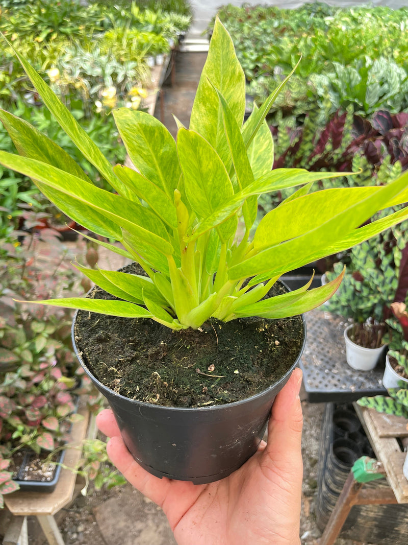 Load image into Gallery viewer, Philodendron 'Calkins Gold'
