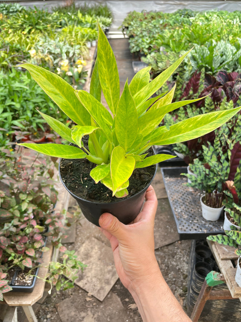Load image into Gallery viewer, Philodendron 'Calkins Gold'
