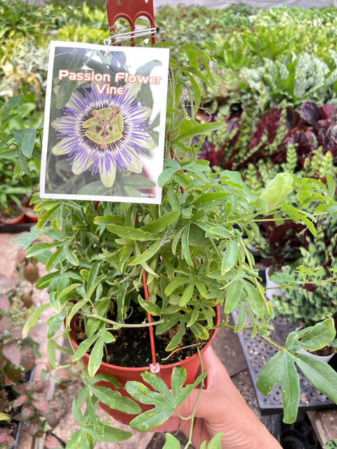 Passion Flower (Maracuya, Granadilla), additional product view 2