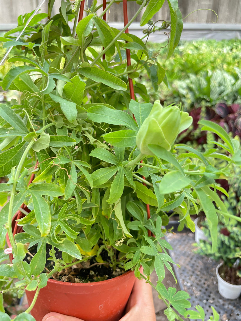 Load image into Gallery viewer, Passion Flower (Maracuya, Granadilla)
