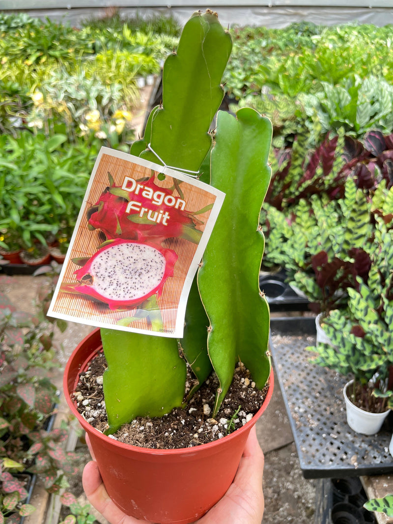 Load image into Gallery viewer, Dragon Fruit (Pitaya)
