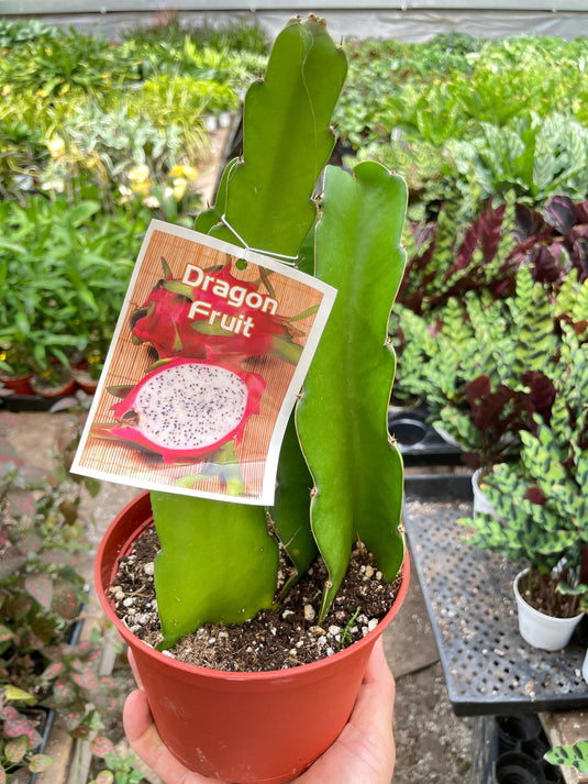 Dragon Fruit (Pitaya)