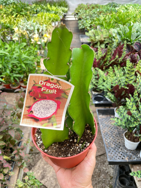 Dragon fruit, Pitaya