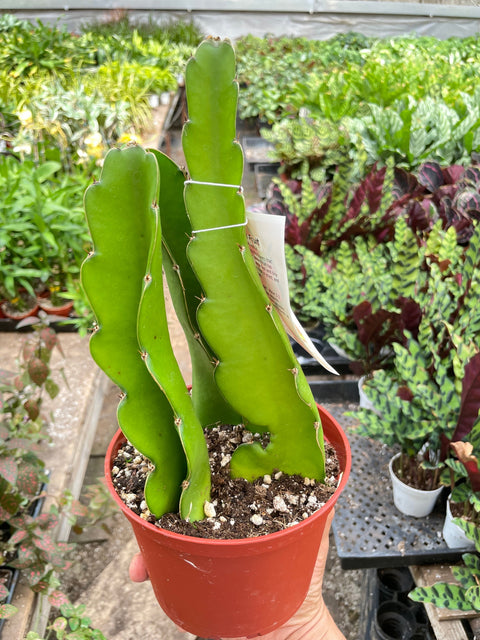 Dragon Fruit (Pitaya), additional product view 2