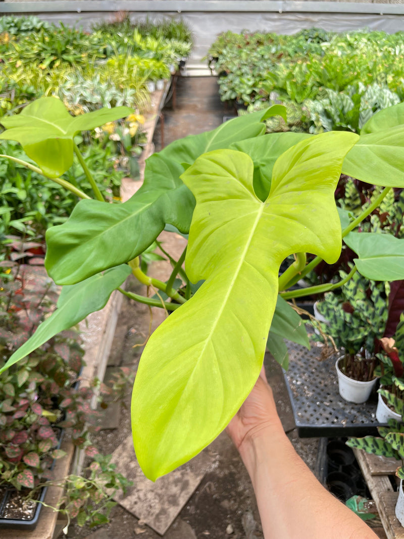 Load image into Gallery viewer, Philodendron 'Golden Dragon'
