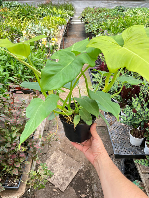 Philodendron 'Golden Dragon', additional product view 2