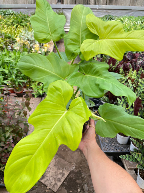 Philodendron Golden Dragon