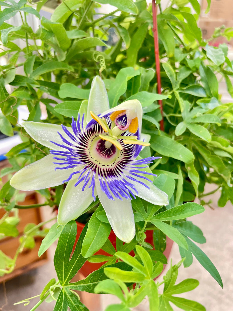 Load image into Gallery viewer, Passion Flower (Maracuya, Granadilla)
