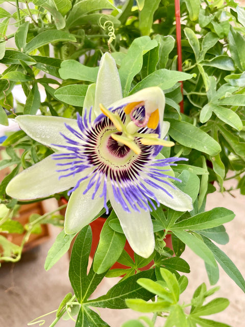 Passion Flower Maracuya Granadilla
