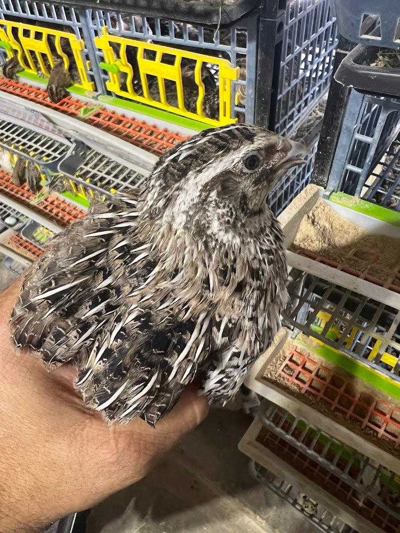 Load image into Gallery viewer, Falb-Fee Quail Hatching Eggs
