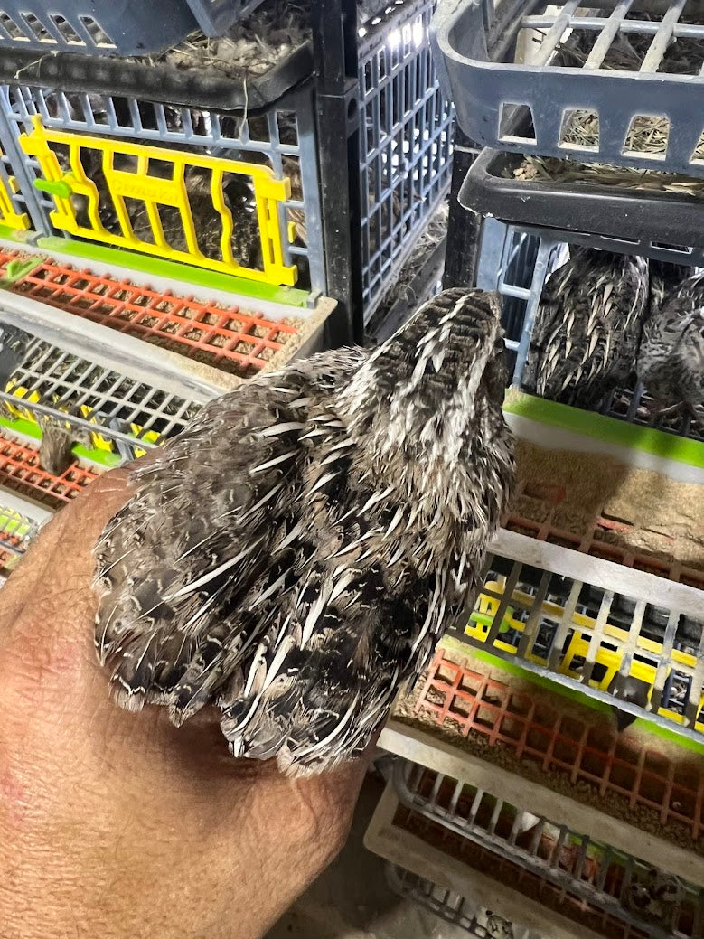 Load image into Gallery viewer, Falb-Fee Quail Hatching Eggs
