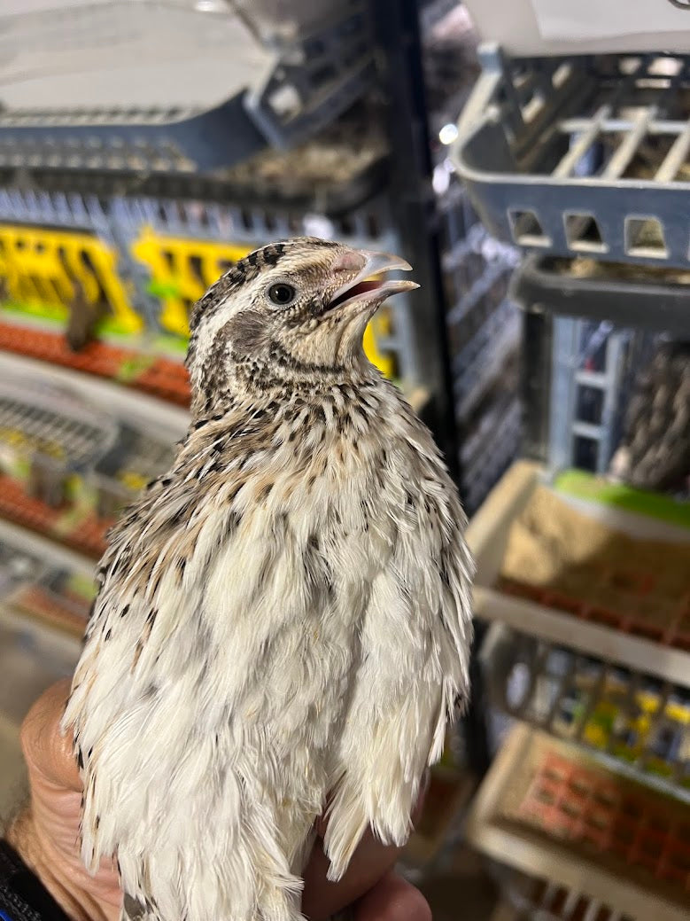 Load image into Gallery viewer, Falb-Fee Quail Hatching Eggs
