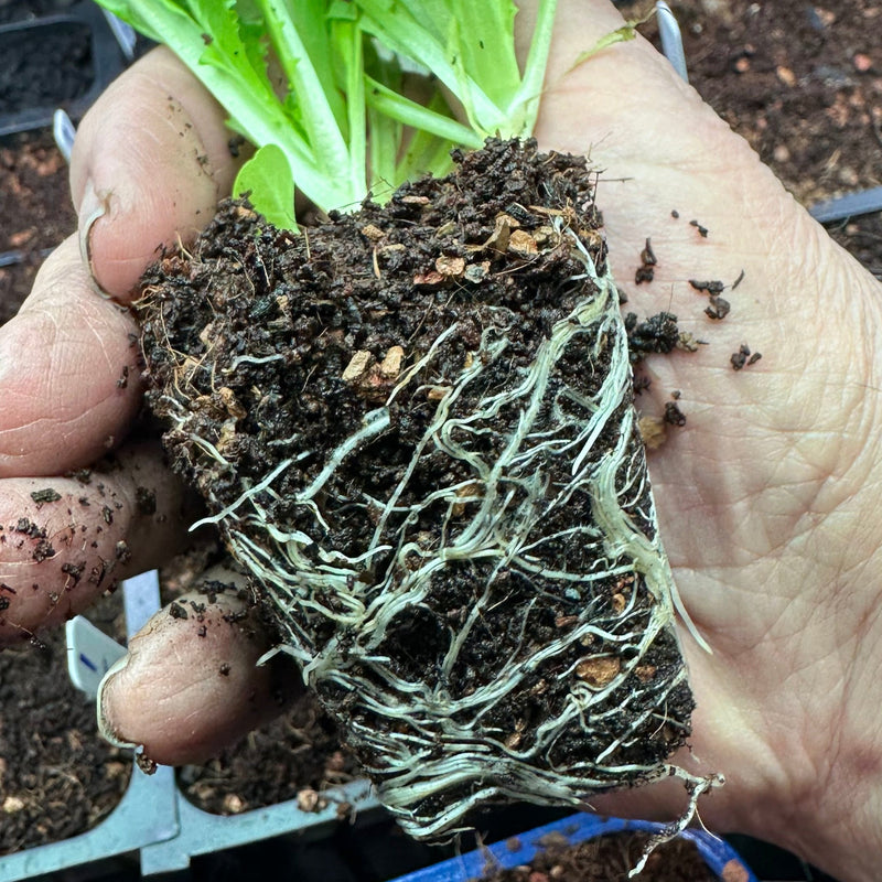 Load image into Gallery viewer, Seedling &amp; Propagation Mix
