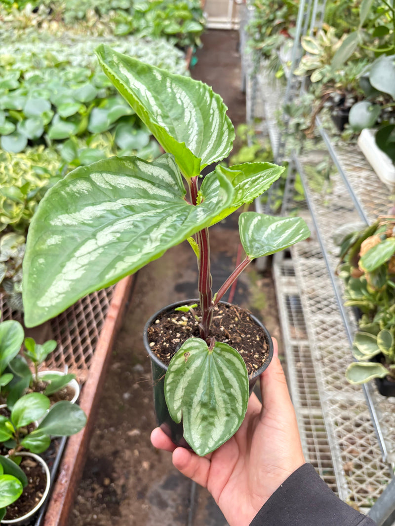 Load image into Gallery viewer, Peperomia Ecuador
