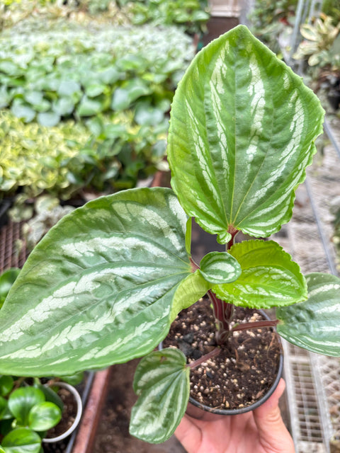 Peperomia Ecuador, additional product view 2
