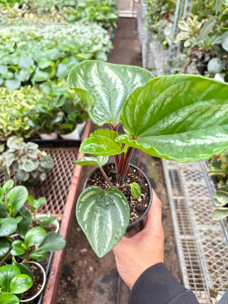 Load image into Gallery viewer, Peperomia Ecuador
