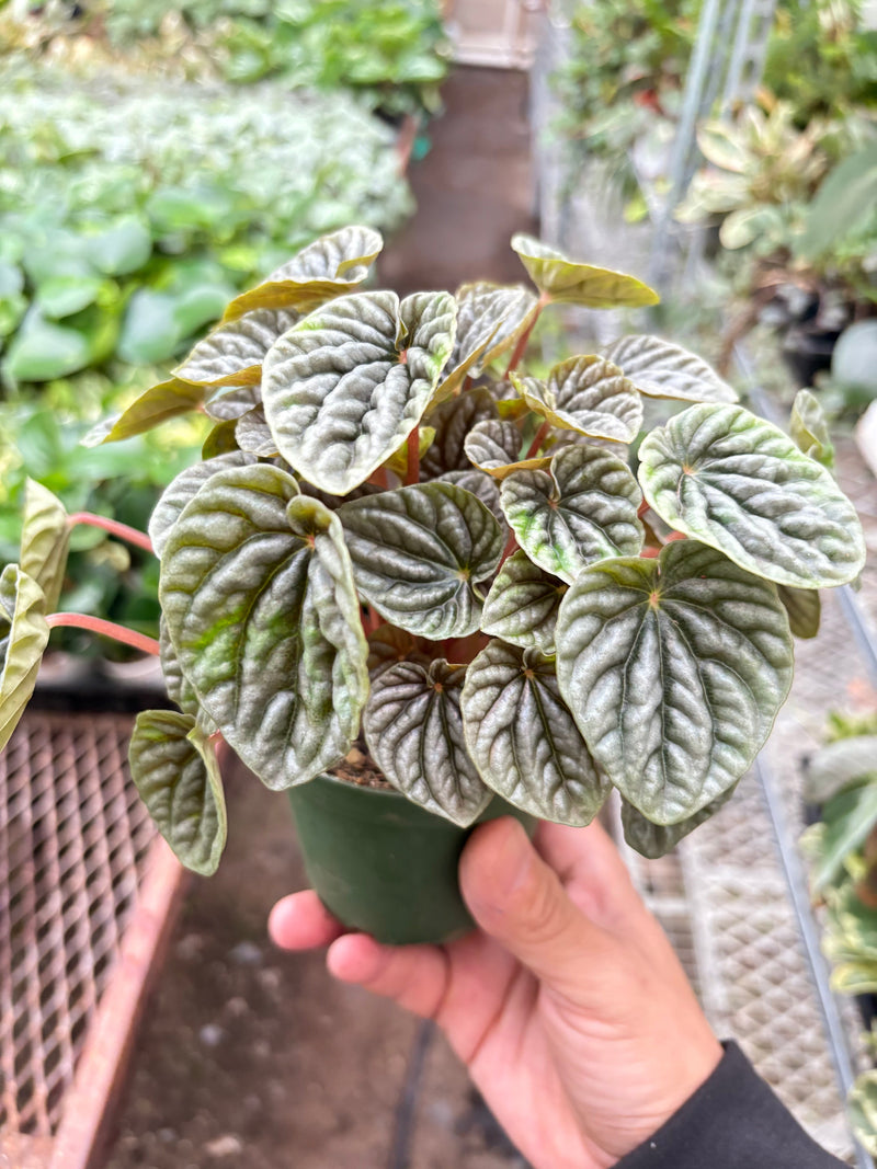 Load image into Gallery viewer, Peperomia 'Emerald Ripple'
