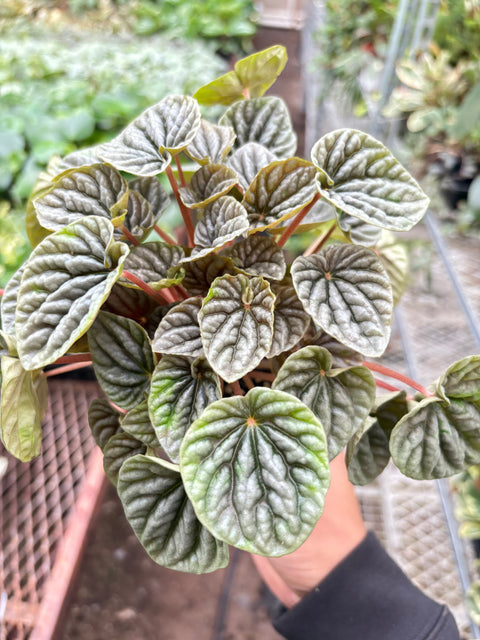 Peperomia 'Emerald Ripple', additional product view 2