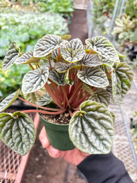 Peperomia Emerald Ripple