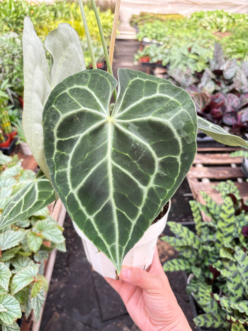 Load image into Gallery viewer, Anthurium 'Clarinervium'
