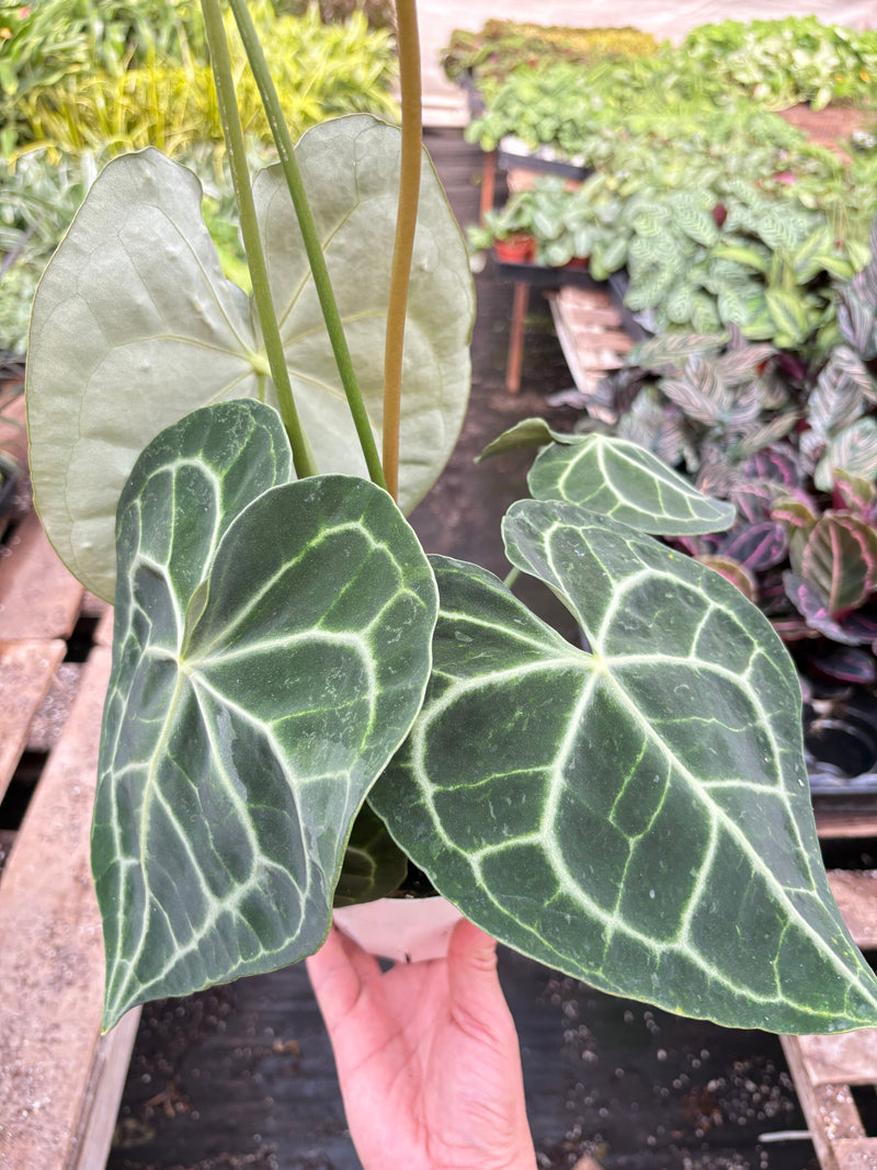 Load image into Gallery viewer, Anthurium 'Clarinervium'
