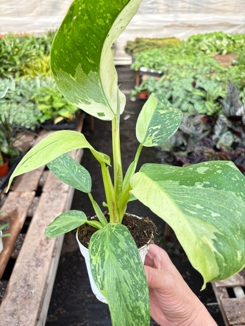 Load image into Gallery viewer, Philodendron Jose Bueno
