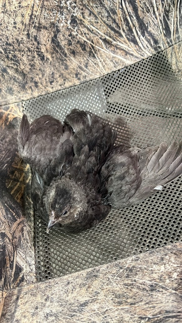 Load image into Gallery viewer, All Black Quail Hatching Eggs - Pure Breed, Ideal for Aviary Hobbyists &amp; Breeders
