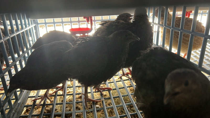 Load image into Gallery viewer, All Black Quail Hatching Eggs - Pure Breed, Ideal for Aviary Hobbyists &amp; Breeders
