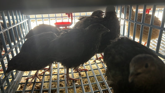 All Black Quail Hatching Eggs - Pure Breed, Ideal for Aviary Hobbyists & Breeders