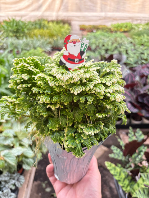 Fern 'Frosty', additional product view 2