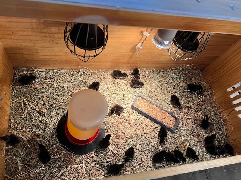 Load image into Gallery viewer, All Black Quail Hatching Eggs - Pure Breed, Ideal for Aviary Hobbyists &amp; Breeders
