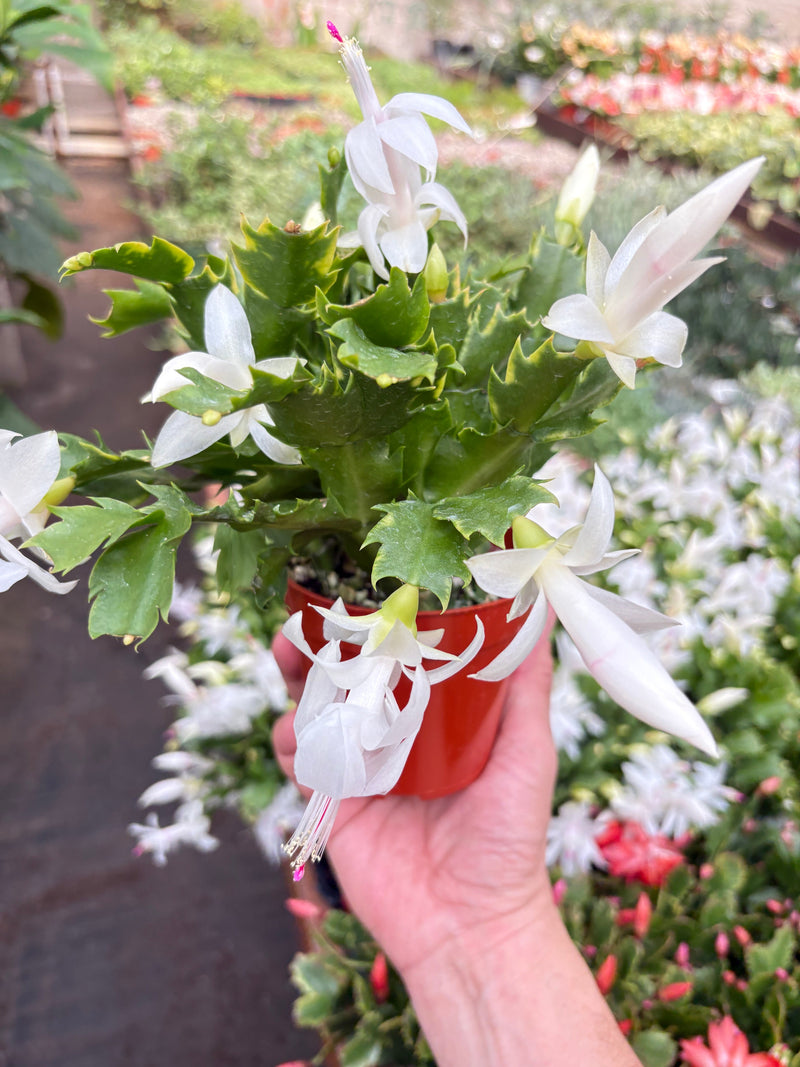 Load image into Gallery viewer, Zygocactus 'Christmas Cactus'
