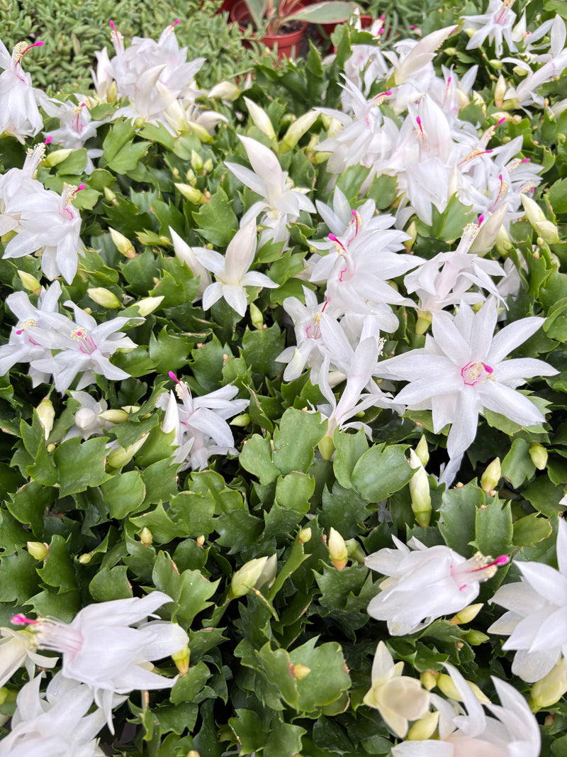 Load image into Gallery viewer, Zygocactus 'Christmas Cactus'
