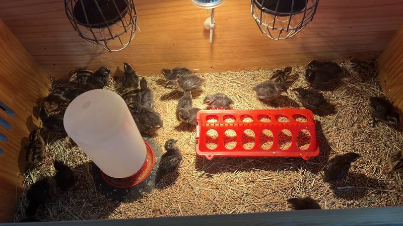 Load image into Gallery viewer, All Black Quail Hatching Eggs - Pure Breed, Ideal for Aviary Hobbyists &amp; Breeders
