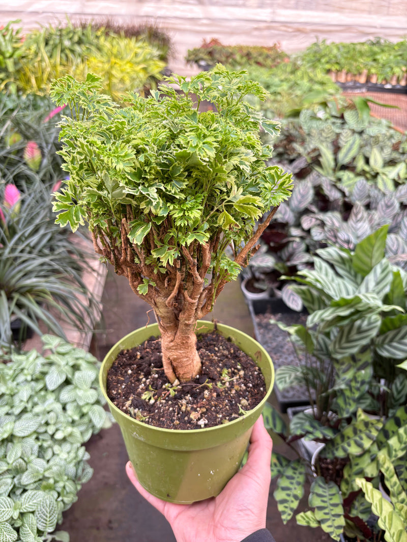 Load image into Gallery viewer, Aralia Ming Gold Mini Bonsai
