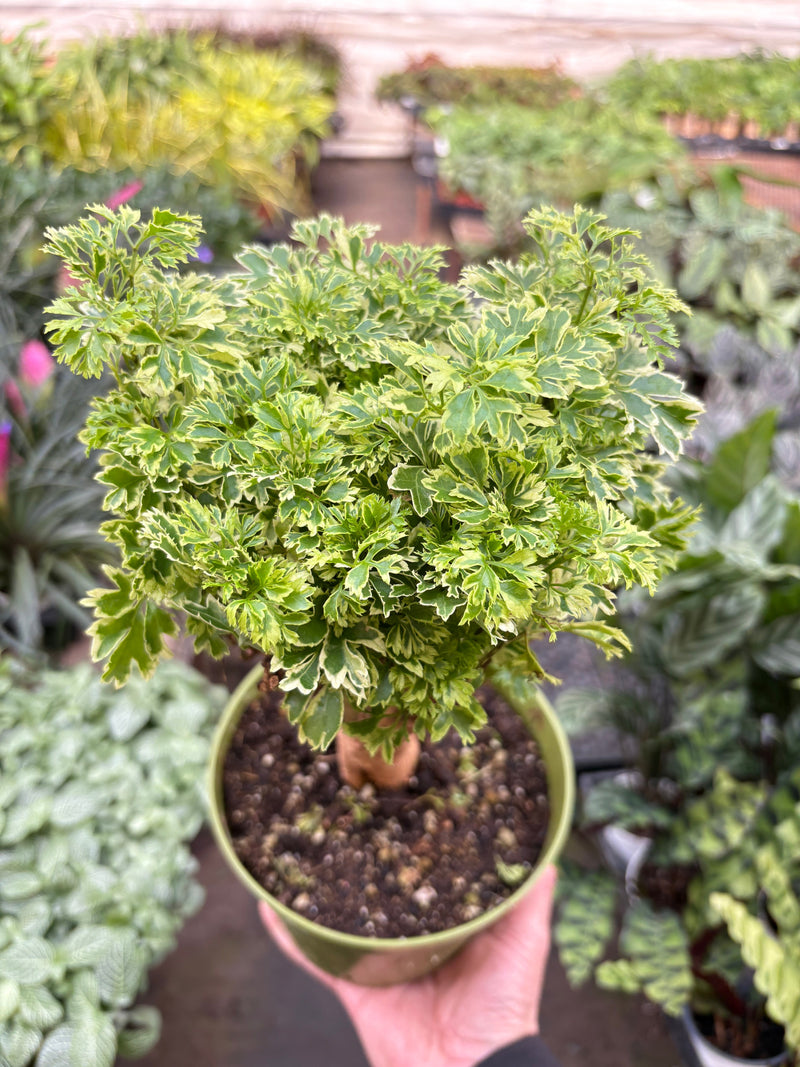 Load image into Gallery viewer, Aralia Ming Gold Mini Bonsai
