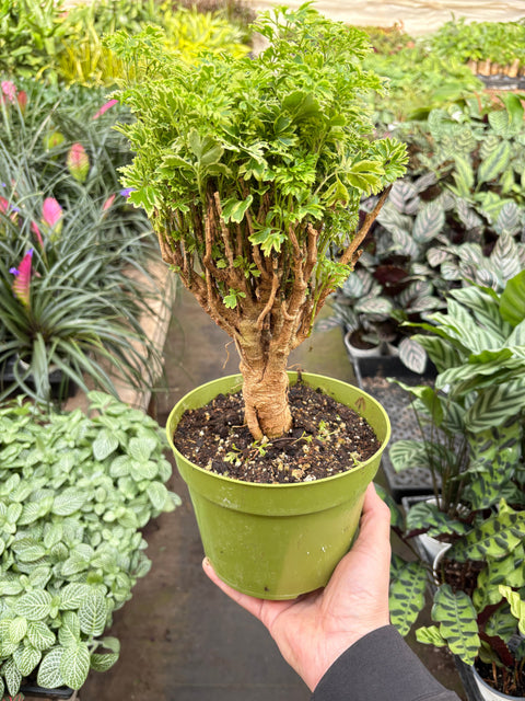 Aralia Ming Gold Mini Bonsai, additional product view 2