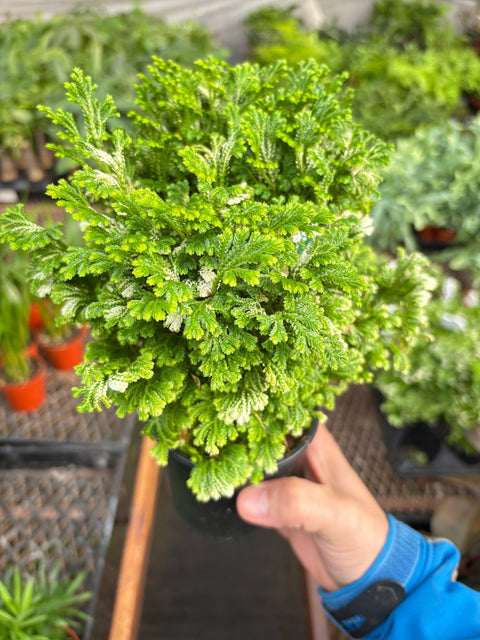Frosty fern
