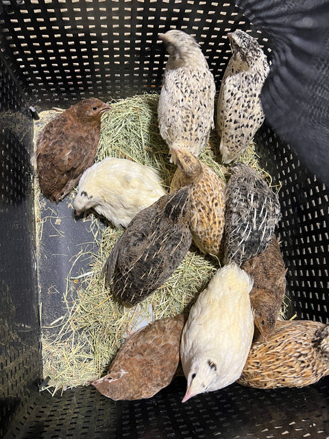 Jumbo hatching eggs, mixed colors, hen's choice