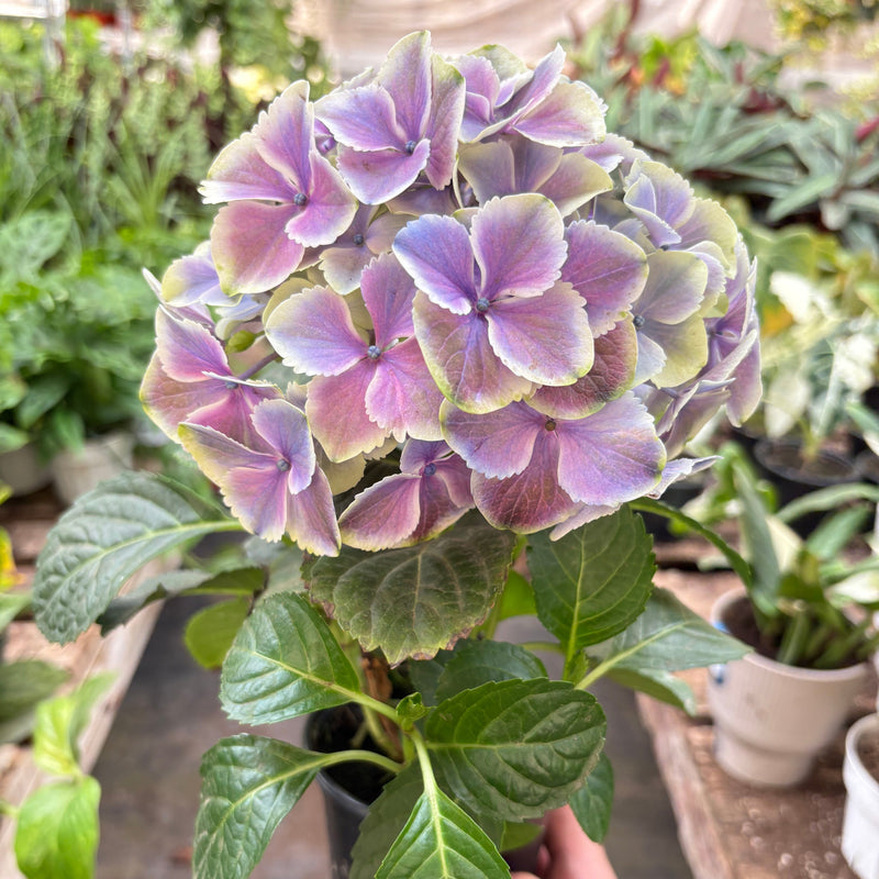 Load image into Gallery viewer, Purple Hydrangea
